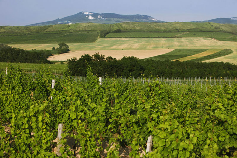 vinařství Marcinčák - Biodynamické víno